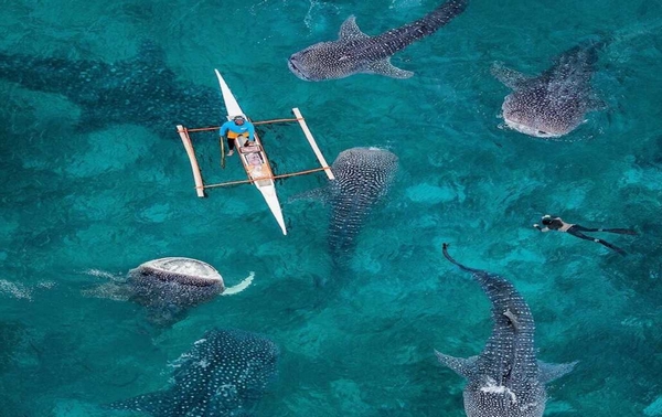 苏米龙岛：世界最佳鲸鲨观赏地.jpg